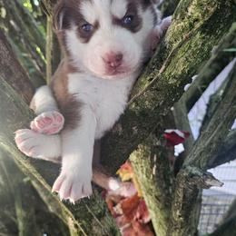 Honey - Brown and white female Siberian Husky puppy in Springfield, Massachusetts from 16acreshuskies