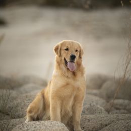 Cavalier King Charles Spaniel and Golden Retriever Puppies from Tsarevich Goldens and Cavaliers