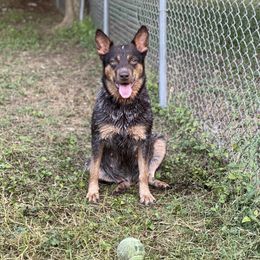 Hotshot - Australian Cattle Dog