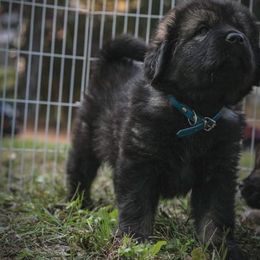 Neapolitan Mastiff and Tibetan Mastiff Puppies from Carolina Coastal Mastinos