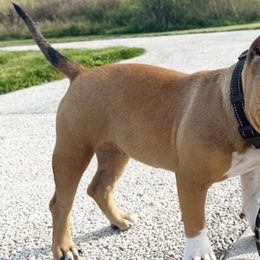 American Bullies from The Dragon Kennel