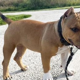 American Bullies from The Dragon Kennel