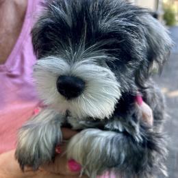 Miniature Schnauzer Puppies from Miniature Schnauzers of Delmarva