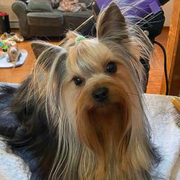 Boo - Yorkshire Terrier