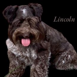 Lincoln - Miniature Schnauzer
