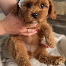 Bernedoodle, Cavapoo, and Goldendoodle Puppies from Blackberry Farm Puppies