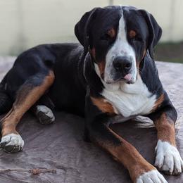 Greater Swiss Mountain Dog puppies from Alpenblick