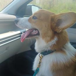 Percy - Red male Pembroke Welsh Corgi puppy in Easley, South Carolina from Black Thumb Homestead