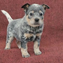 'Cherry' Bomb - Blue speckled female Australian Cattle Dog puppy in China Grove, North Carolina from Indigojos Australian Cattle Dogs