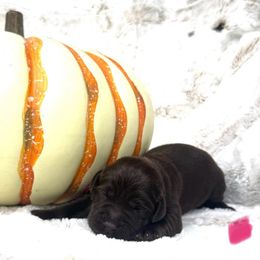 Pink Collar Female - Chocolate female Labrador Retriever puppy in Kissimmee, Florida from SunState Labs
