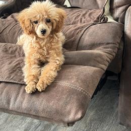 Willow - Poodle