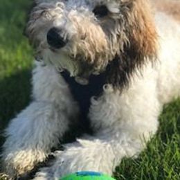 Bernedoodles and Labradoodles from Linder Labradoodles