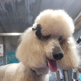 Sandy - Poodle