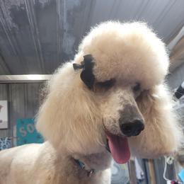 Sandy - Poodle