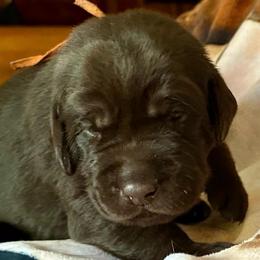 Reese's (orange collar) - Chocolate male Labrador Retriever puppy in Bandera, Texas from The Sugar & Spice Ranch Labrador Retrievers