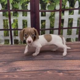 Isabella Based Red Piebal Smooth Female - Red female Dachshund puppy in Killeen, Texas from Southern Dachshunds