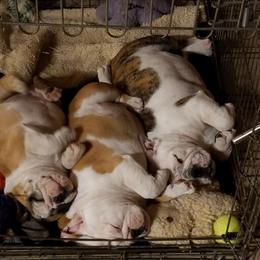Bulldog Puppies from Toadhall Bulldogs