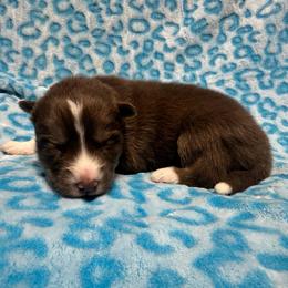 AKC Walnut - Red and white male Siberian Husky puppy in Centreville, Maryland from Huskies By the Bay