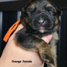 Orange - Black and tan female German Shepherd puppy in Tony, Wisconsin from Muddy Acres German Shepherds