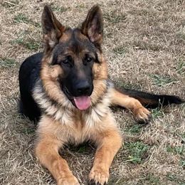 German Shepherds from Squires Farm and Ranch, Vom Haus Squires