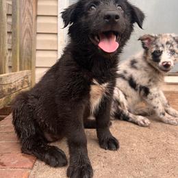 Pearl - Black & white female Australian Shepherd puppy in Rose Hill, North Carolina from Motega Australian Shepherds