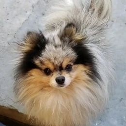 Gizmo - Pomeranian