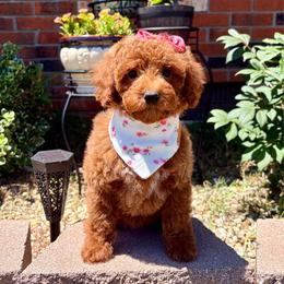 Thea - Red  female Poodle puppy in Morehead, Kentucky from Paw Perfect Pets