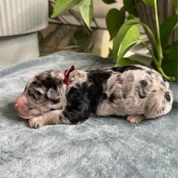 Stella - Merle female Sheepadoodle puppy in Los Angeles, California from Exquisite Doodles