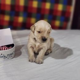 Remi - Golden female Golden Retriever puppy in Grant, Michigan from Precious Kennel Retrievers