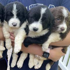 Bordoodle Puppies from Borders of Eby Eden