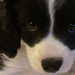Girl 1 - Black and white Cavapoo puppy in Fenton, Missouri from K&R Cavaliers