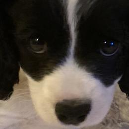 Girl 1 - Black and white Cavapoo puppy in Fenton, Missouri from K&R Cavaliers