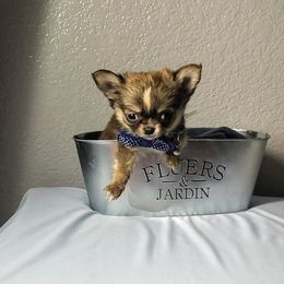 Rambo - Chocolate brindled fawn male Chihuahua puppy in Redding, California from Akc ivy league chihuahua .  Com