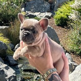 French Bulldog Puppies from Private Reserve French Bulldogs