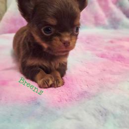 Girl 3 - Chocolate and tan female Chihuahua puppy in Richmond, Virginia from Breens
