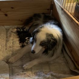 Dani - Miniature American Shepherd