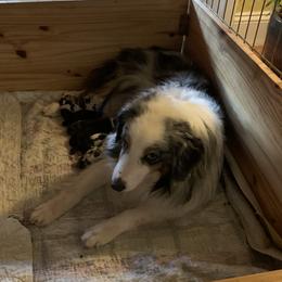 Dani - Miniature American Shepherd