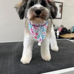 Miniature Schnauzer Puppies from Fancy Farms + Pups