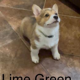 Girl 4 - Red female Pembroke Welsh Corgi puppy in Waxahachie, Texas from 4G Farms