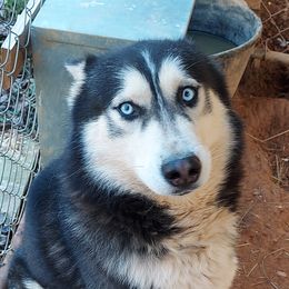 King - Siberian Husky