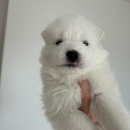 Girl 2 - White female Samoyed puppy in Phoenix, Arizona from Diamond Star Samoyeds