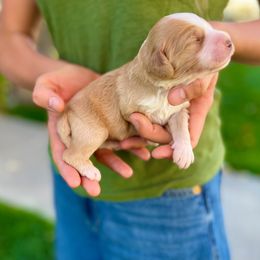 Boy 3 - male Goldendoodle puppy in Mapleton, Utah from Natural Doodle Life