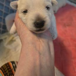 Mint collar - White male West Highland White Terrier puppy in Gobles, Michigan from My Little Puppy Paws