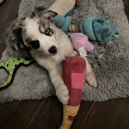Australian Shepherd Puppies from Topaz Aussie’s
