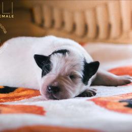 Gimli (AKC) - Blue female Australian Cattle Dog puppy in Marana, Arizona from Impact 3rd Australian Cattle Dogs