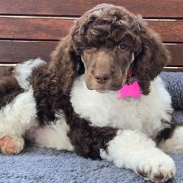 Cinnamon - Parti female Poodle puppy in Bauxite, Arkansas from Mountain Ridge Poodles