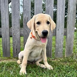 Mt. Rainer - Yellow male Labrador Retriever puppy in Marietta, South Carolina from Trust in the Lord Labradors