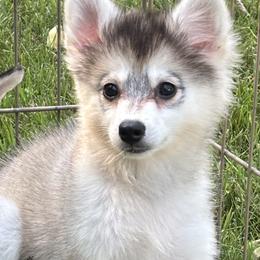 Daisy - Gray and white female Alaskan Klee Kai puppy in Winthrop, Minnesota from Kayobi Shibas