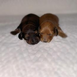 Dachshund Puppies from Diddle Bros Dachshunds