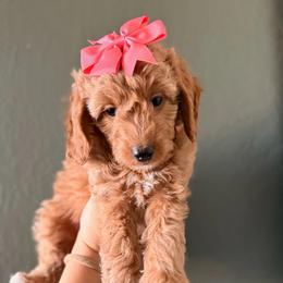 Mochi - Red  female Goldendoodle puppy in Sacramento, California from GoldenDoodle Love